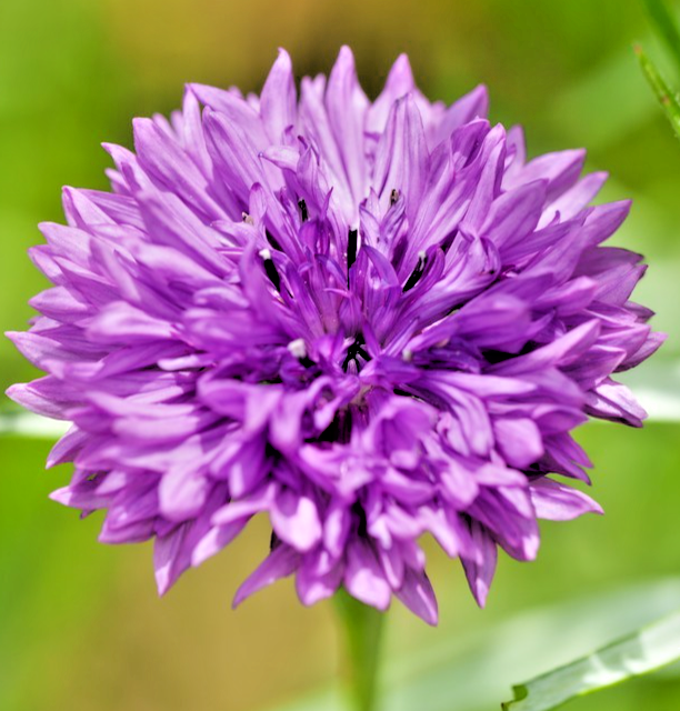 500x Bachelor’s Button Mauve Double Cornflower Seeds – Hardy Annual Flower