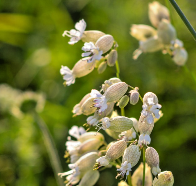 600x Bladder Campion Silene Vulgaris Seeds – Native British Wildflower