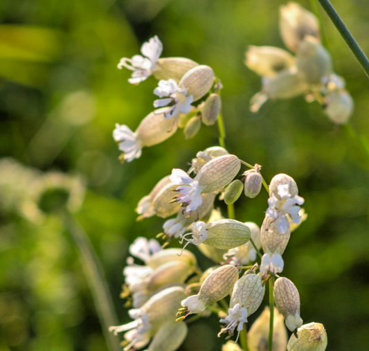 600x Bladder Campion Silene Vulgaris Seeds – Native British Wildflower