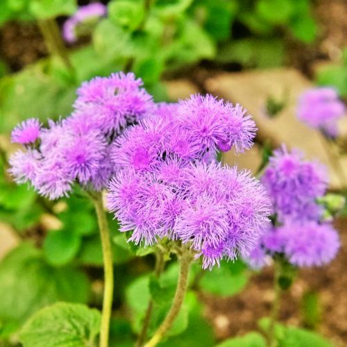 3000x Dwarf Pink Floss Flower Seeds – Ageratum Houstonianum – Long Blooming