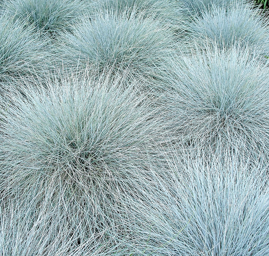 Blue Fescue Ornamental Grass – 350x Seeds - Festuca glauca - Perennial Flower