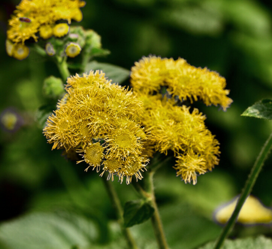 1000x Yellow Ageratum Lonas inodora Seeds - Perfect Annual Flower for Cutting