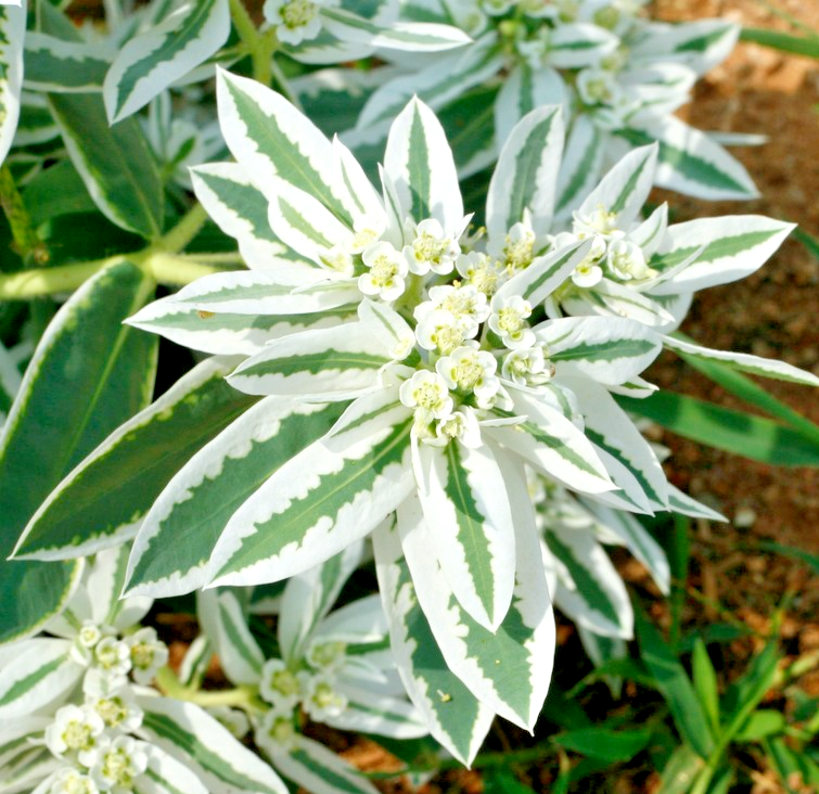 50x Euphorbia Marginata Snow On The Mountain Seeds -Eye Catching Annual
