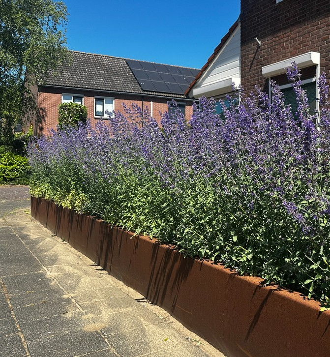 500x Nepeta Catmint Catnip Seeds – Mussinii Faassenii - Long Lasting Perennial