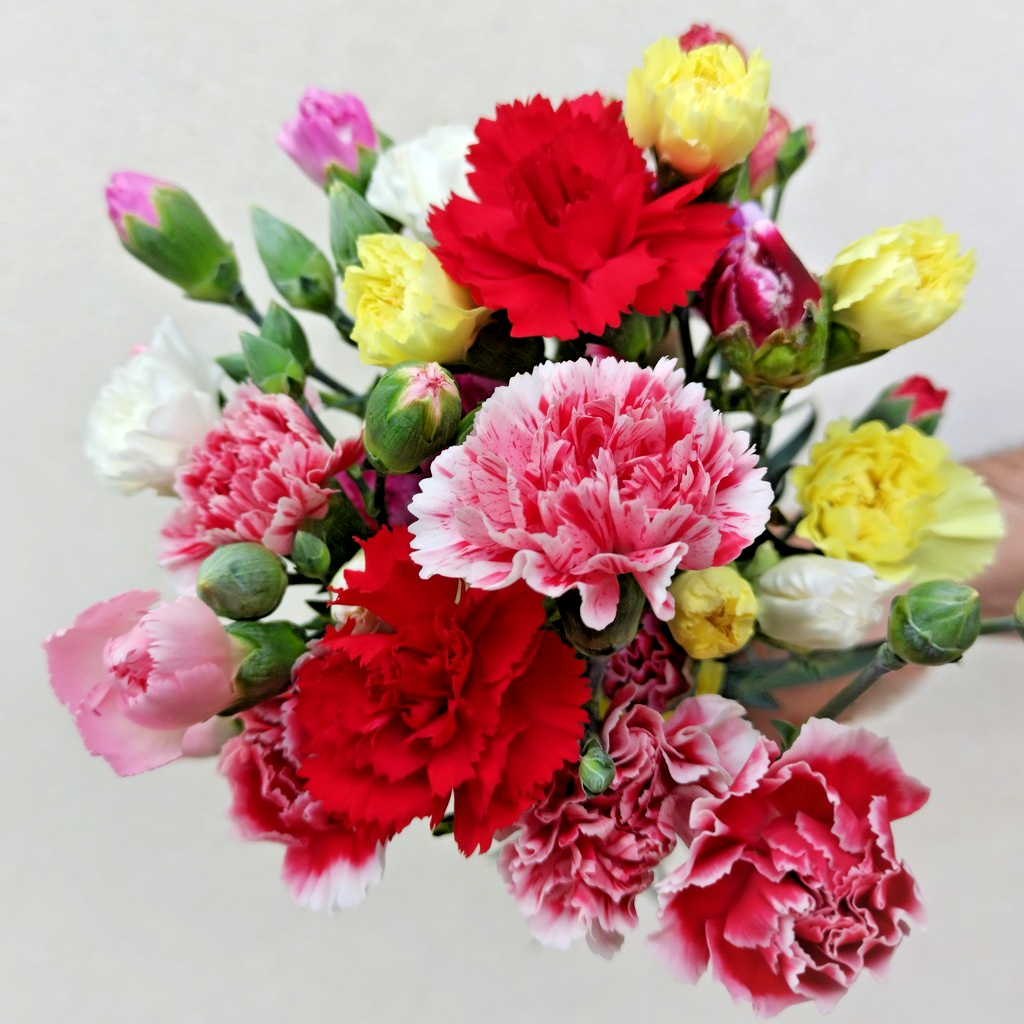 300x Mixed Carnation Seeds – Chabaud Picotee Fantasy – Stunning Multi-Coloured