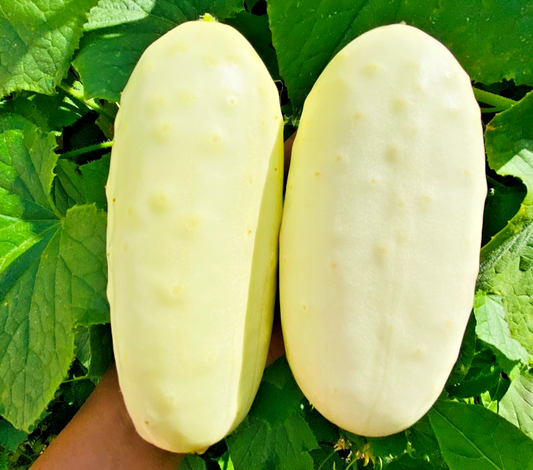 30x Dragon Egg Cucumber Seeds - Distinctive Yellow Green Cucumbers