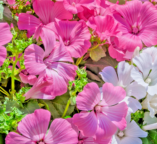350x Lavatera Trimestris Rose Mallow Mix Seeds - Large Blooms - Annual