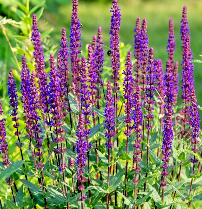 Woodland Sage West-Friesland