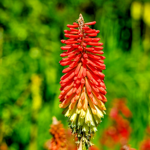 300x Red Hot Poker Seeds – Torch Lily Mix – Kniphofia Uvaria – Exotic Perennial
