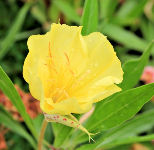 75x Dwarf Evening Primrose Seeds – Oenothera Missouriensis – Hardy Flower