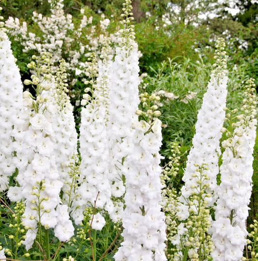 120x Delphinium Pacific Giant Gallahad Flower Seeds - Tall Perennial For Borders