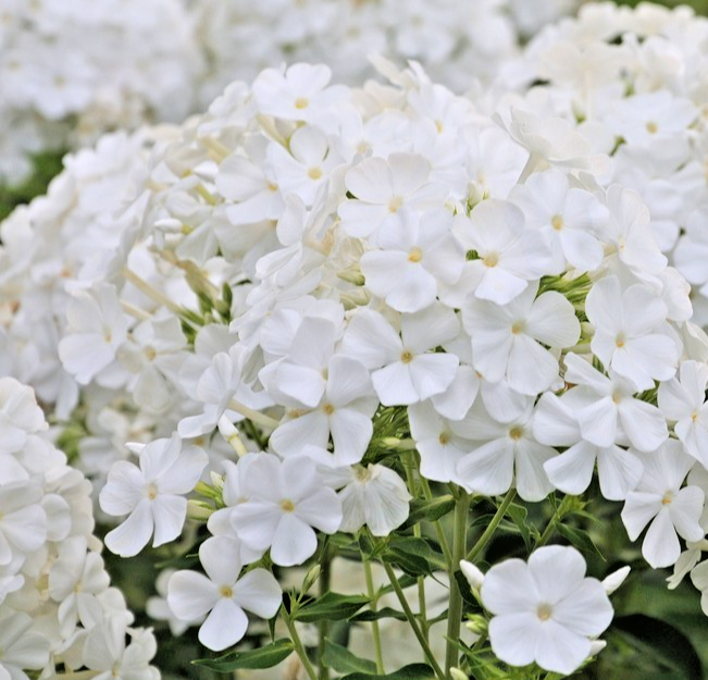 300x Phlox Drummondii Whipped Cream Seeds - Colourful Garden Blooms