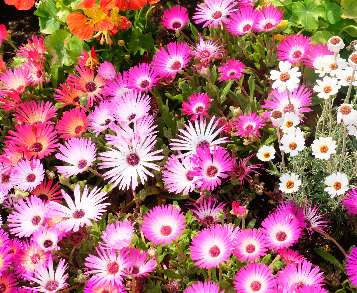 Flower - Mesembryanthemum Harlequin - 1800x Seeds - Livingstone Daisy