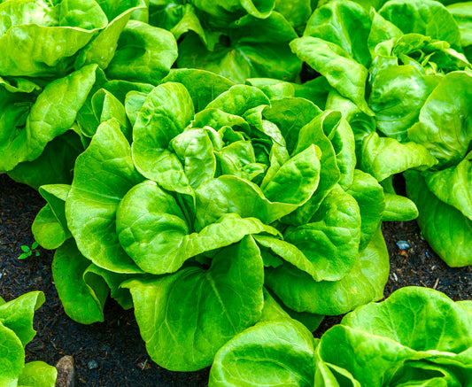 Lettuce All Year Round Seeds x 600 Butterhead Heritage - Vegetable Seeds