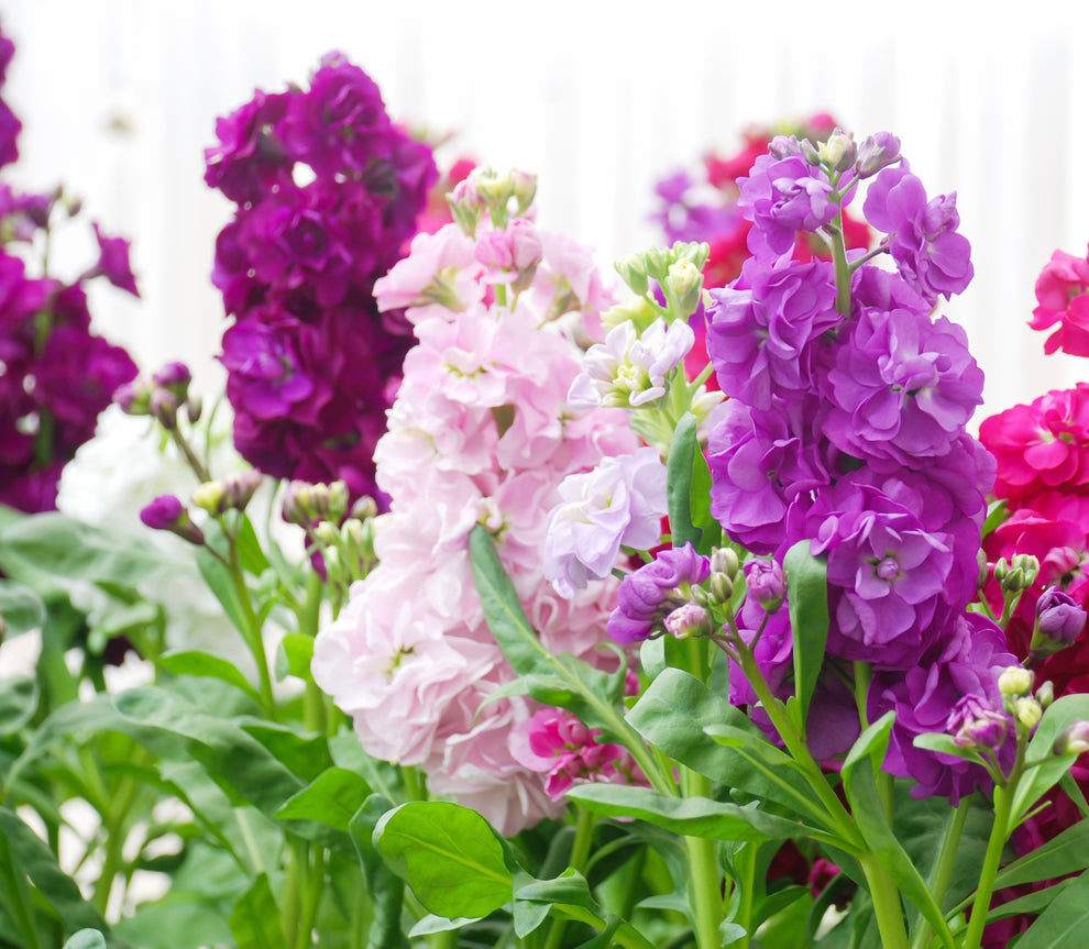 Ten Week Stock Large Flower Mix - 920x seeds - Flower – Yorkshire Seeds