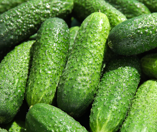 Gherkin F1 Adam Pickling Gherkin Cucumber - 20x Seeds - Vegetable