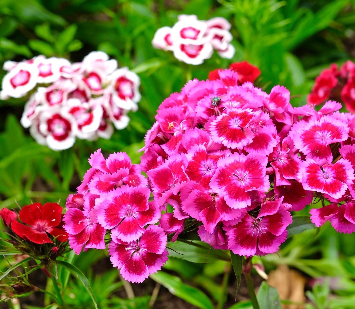 Sweet William Flower Mix - 1100x Seeds - Dianthus Barbatus - Flower