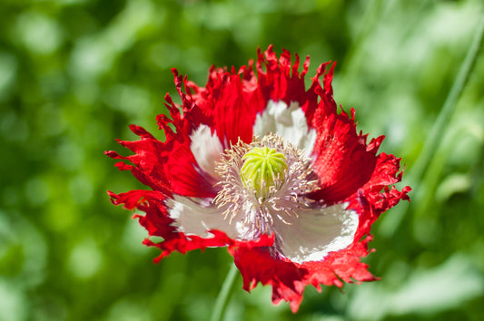 Huge Poppy Danish Flag - 2600x Seeds - Papaver Somnifer - Annual Flower