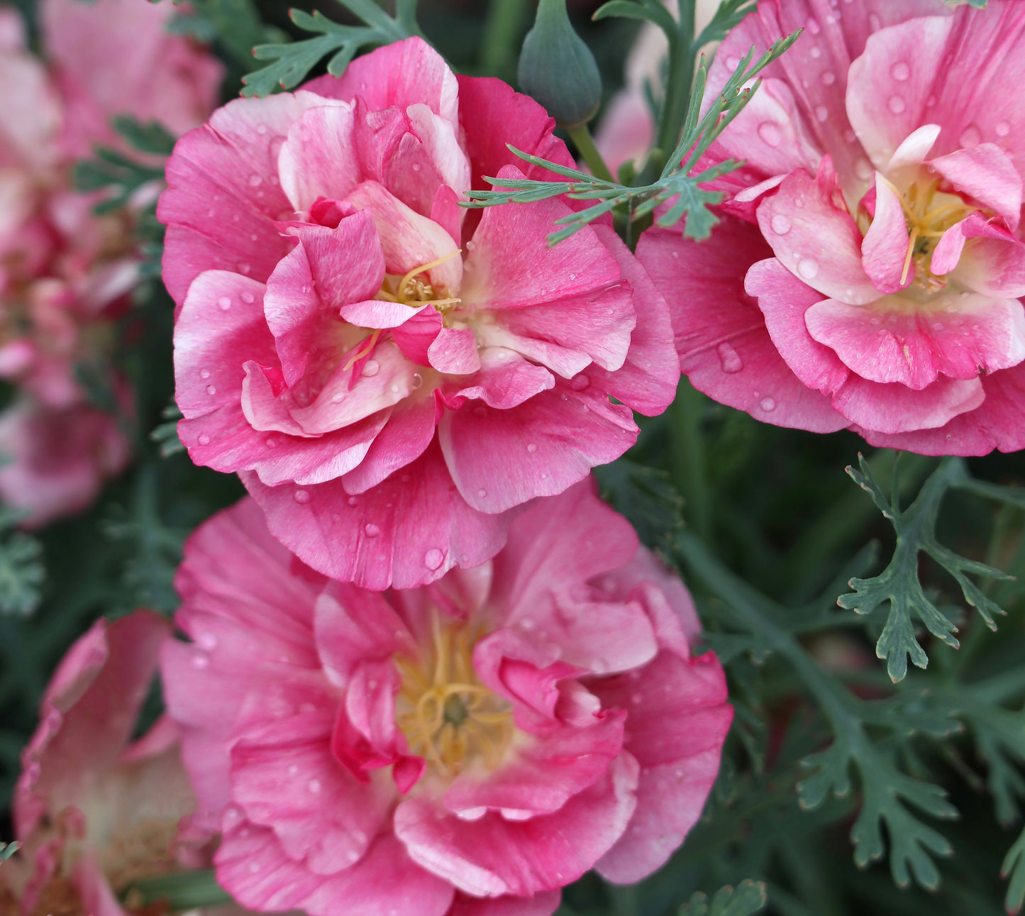 California Poppy - 800x Seeds - Eschscholzia - Flower