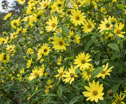 Lemon Queen Sunflower 50x Seeds - Perennial - Flower