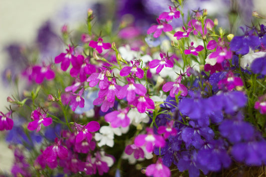 Giant Cascading Lobelia Trailing Mix -  200x Seeds - Hanging Basket Rockery