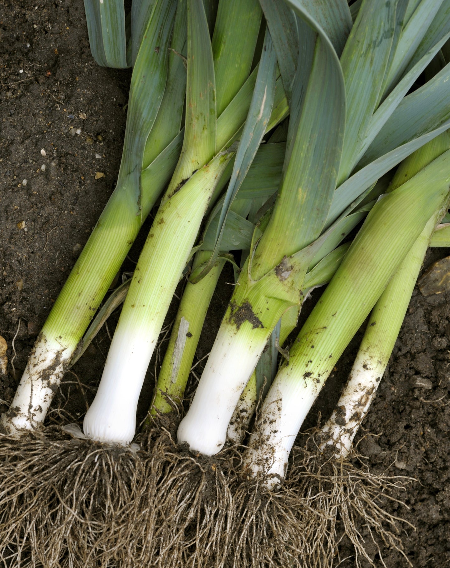 Bulgarian Giant Leek Winter Hardy - 100x Seeds - Vegetable