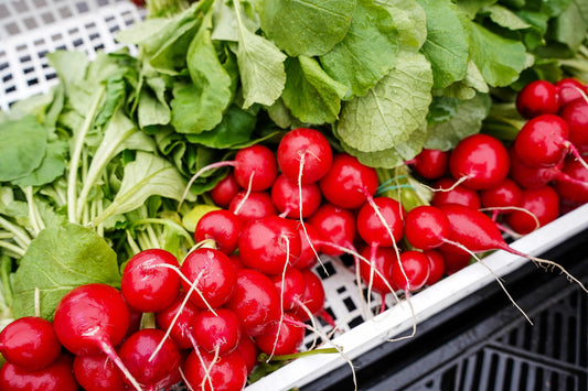 Red Radish Giant Gigante Siculo - 1400x seeds - Vegetable