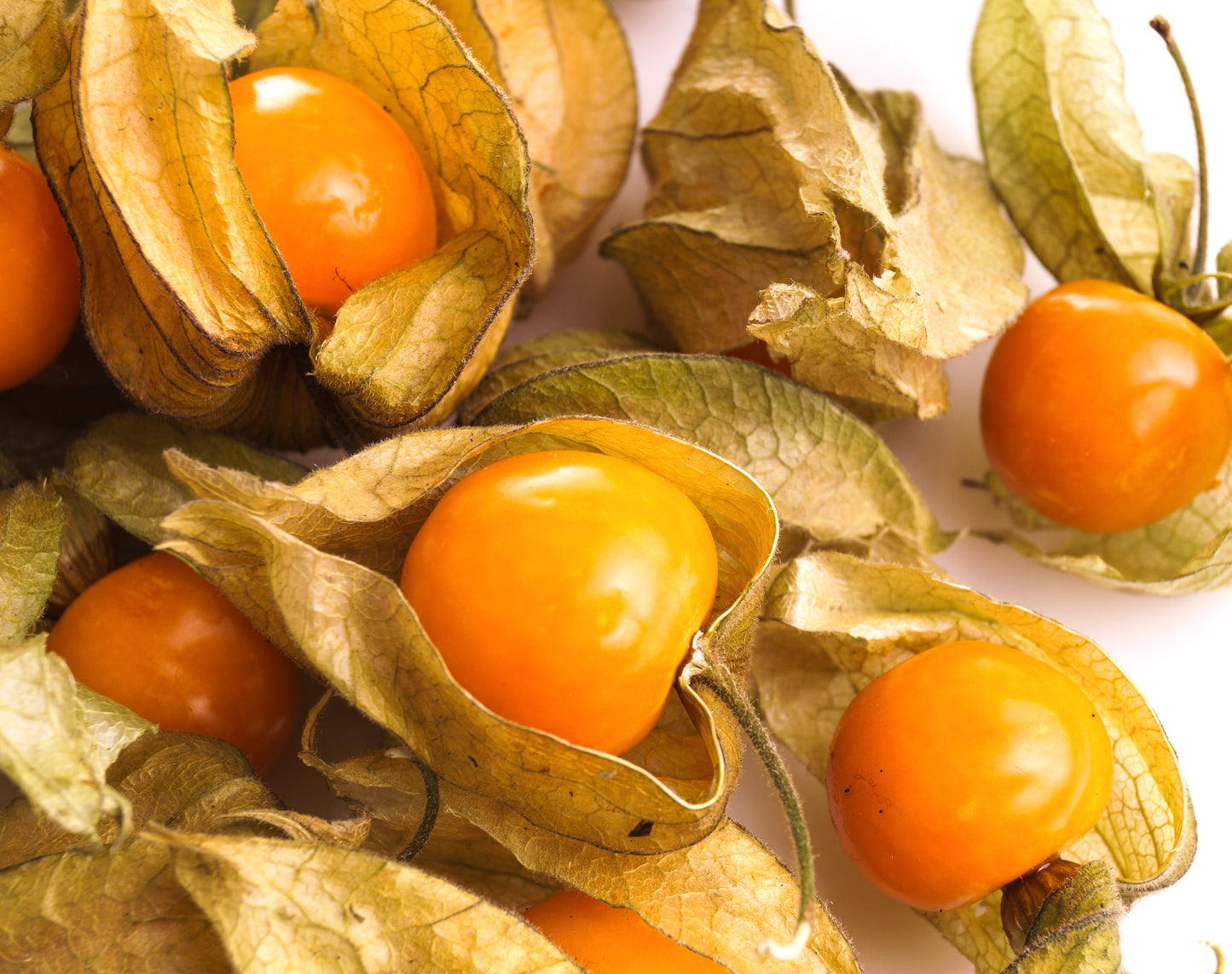 Cape Gooseberry Physalis Peruviana - 300x seeds - Gooseberry