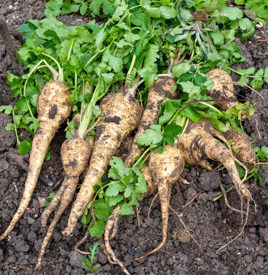 Parsnip White Gem Fresh Vegetable 350x Seeds