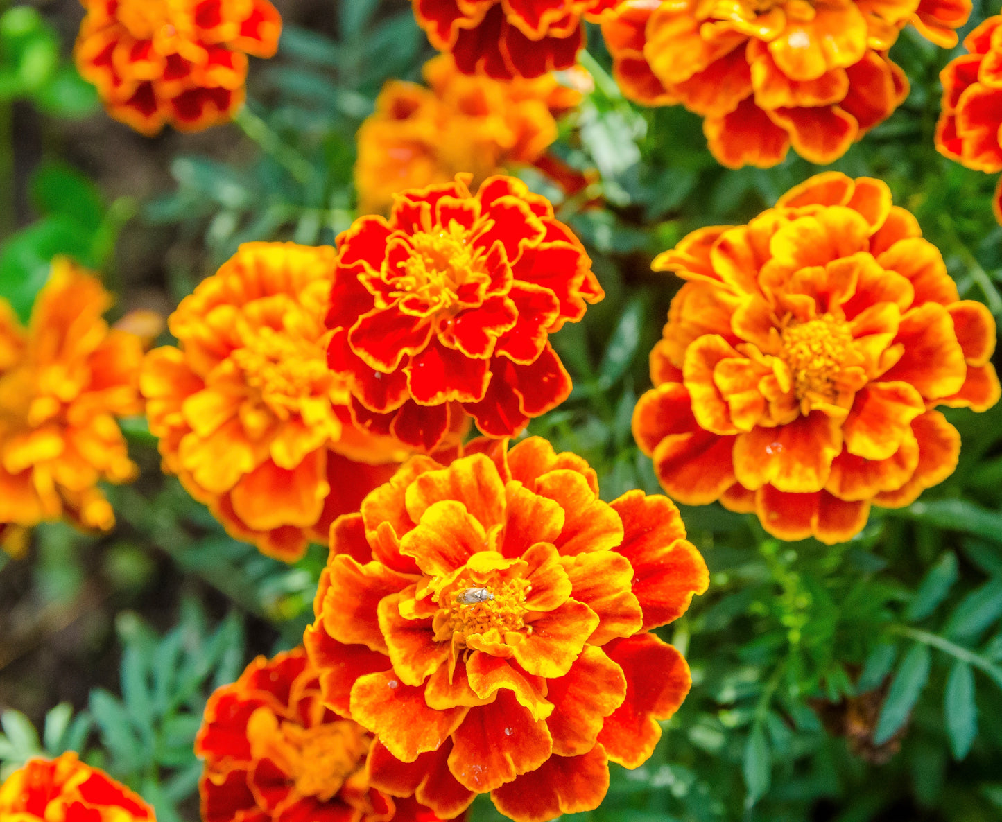 French Marigold Spanish Brocade - 350 seeds - Flower