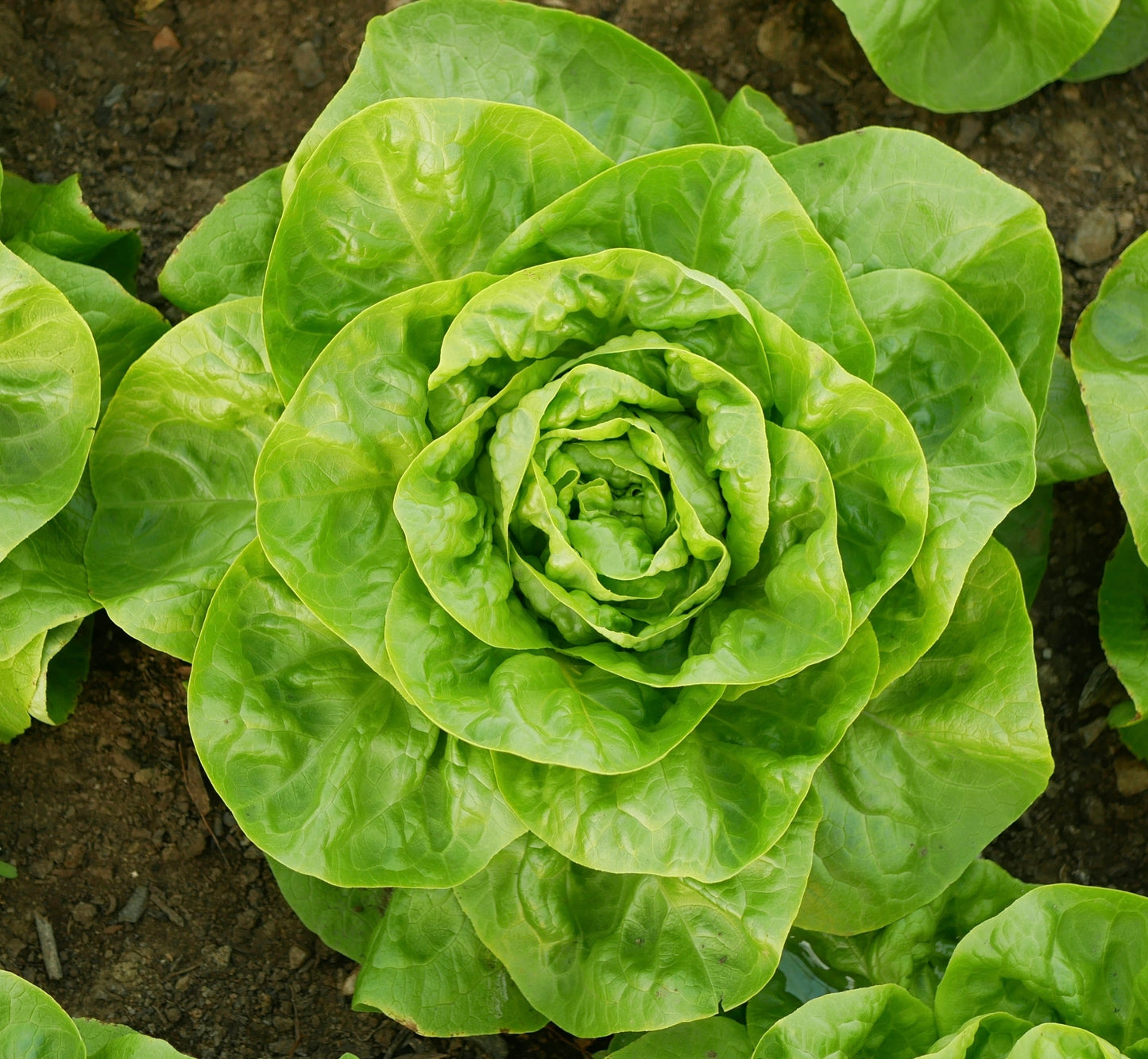 Lettuce Arctic King Butterhead - 700x seeds - Vegetable