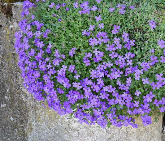 Aubrieta Gracillis Rock Cress Royal Blue - 1000x Seeds - Flower