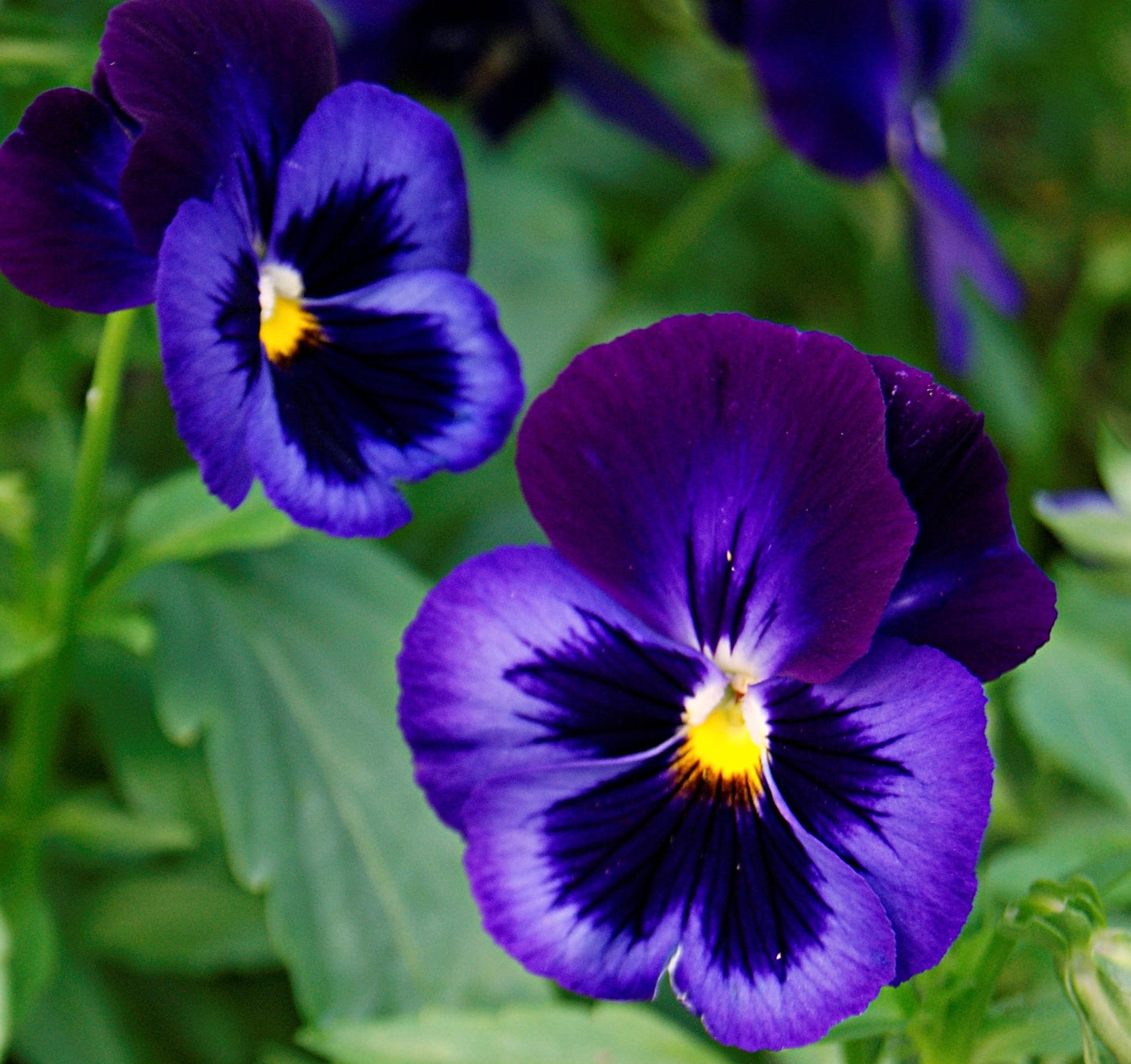 60x Giant Swiss Blue Pansy Viola Seeds - Flowers