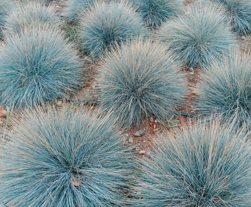 100x Fescue Blue Grass Dwarf Self Seeding Ornamental Evergreen Shrubs Seeds