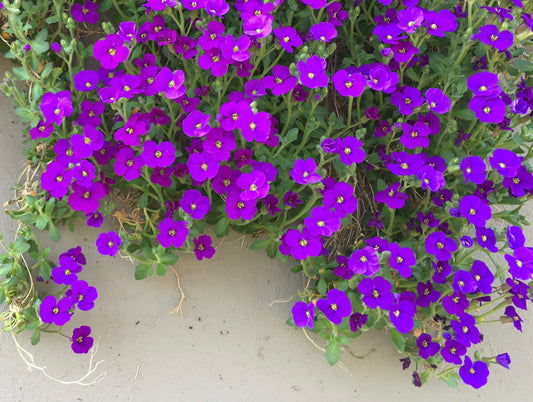 700x Rock Cress Aubrieta Cultorum Rockery Flower Ground Cover Seeds