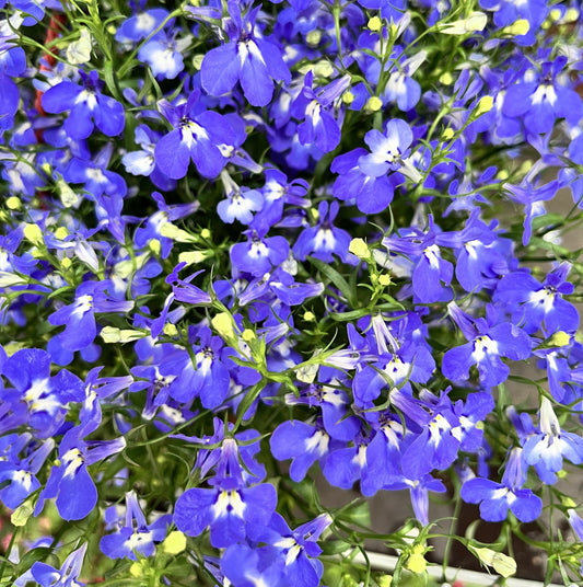 Blue Sapphire Trailing Lobelia Hanging Basket - 200x Seeds - Flowers