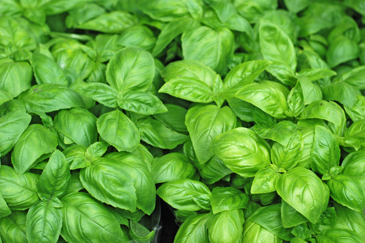 Herb Basil - Classic Italian - 500 Seeds - Finest Seeds