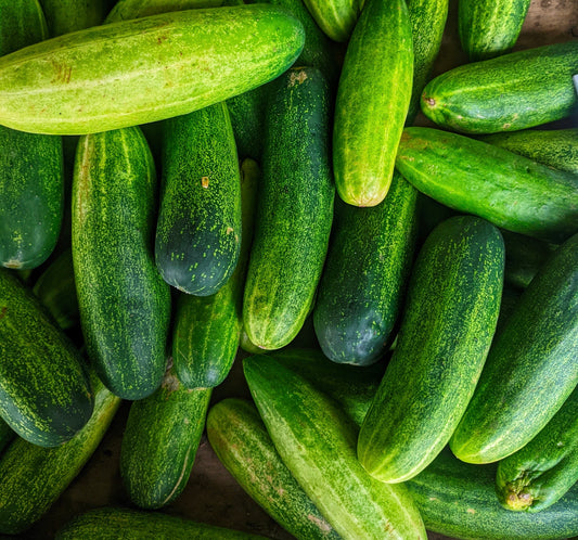 Cucumber Marketmore Burpless Free - 20x Seeds - Vegetable