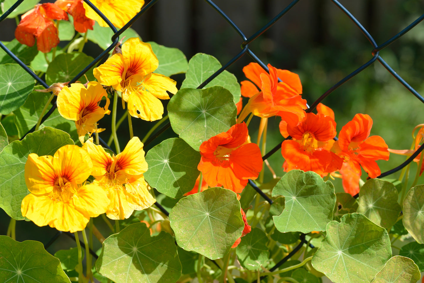 Alaska Mix Edible Nasturtium Seeds - 10x Seeds - Flower