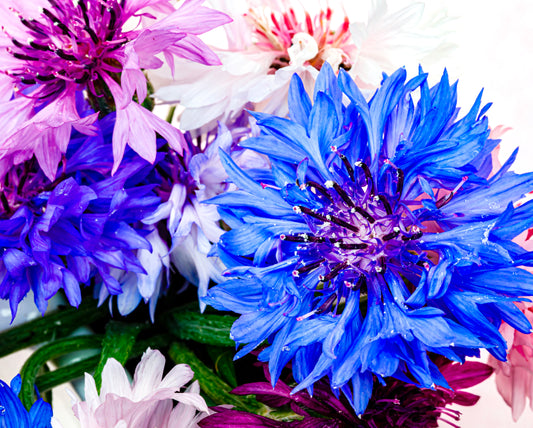 Cornflower Frosty Mix -  100x - Annual Flower Seeds