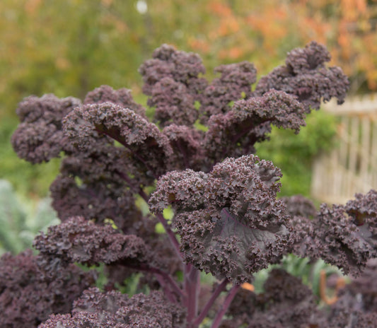 Scarlet Kale Winter Hardy - 100x Seeds - Vegetable