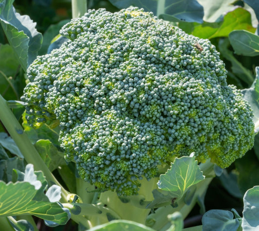 Green Sprouting Broccoli Seeds x 400 - Calabrese Long Season Hardy Vegetable