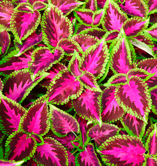 Coleus Wizard Mix - 10x Seeds - Colourful Foliage - Flower