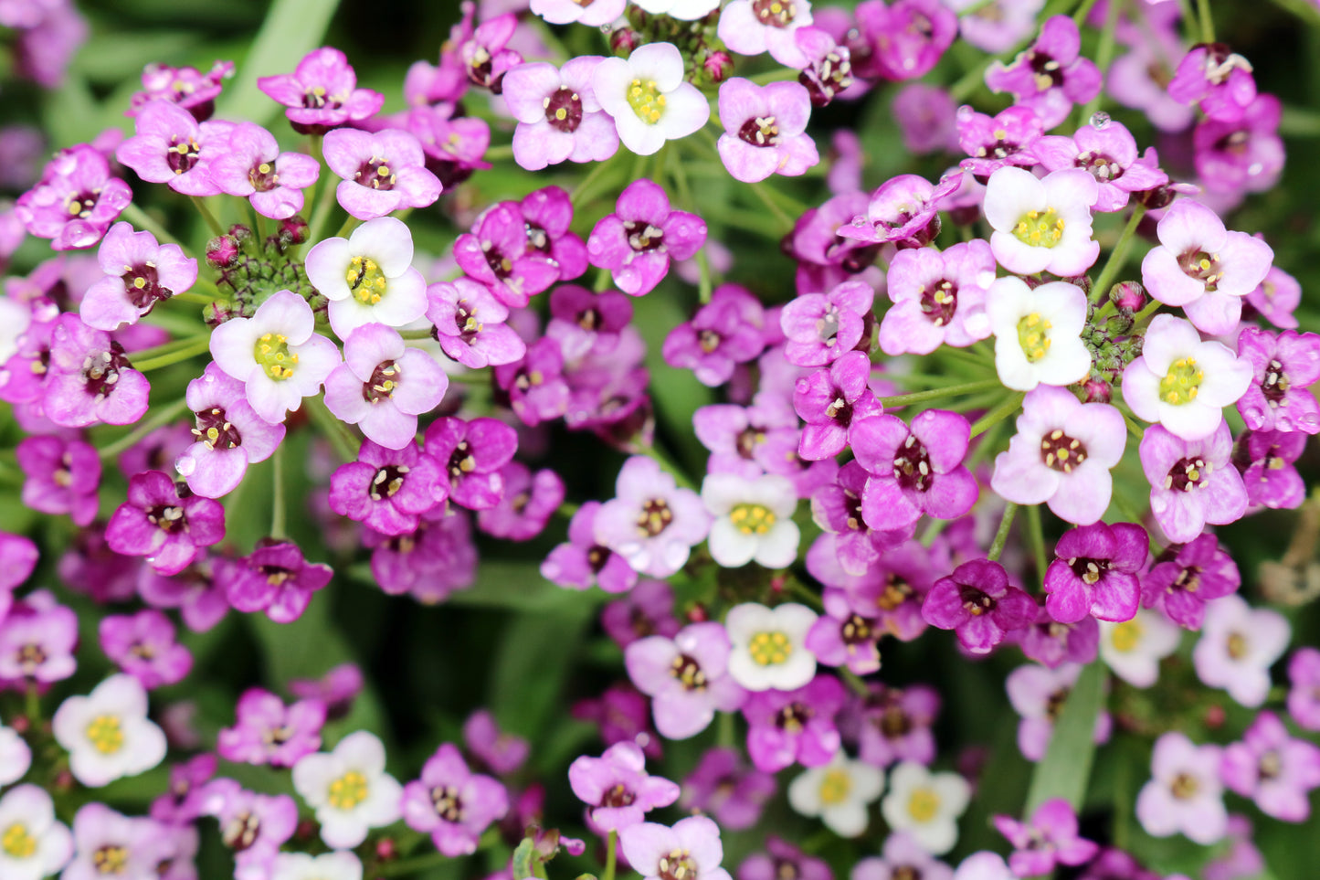 Cascading Alyssum Fragrant Carpet Mix Ground Cover - 500x Seeds - Flower