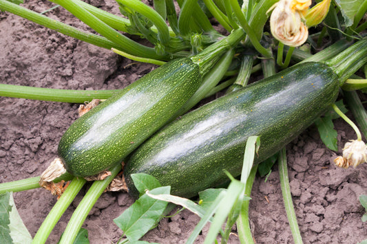 Courgette Ambassador - 15x Seeds - Vegetable