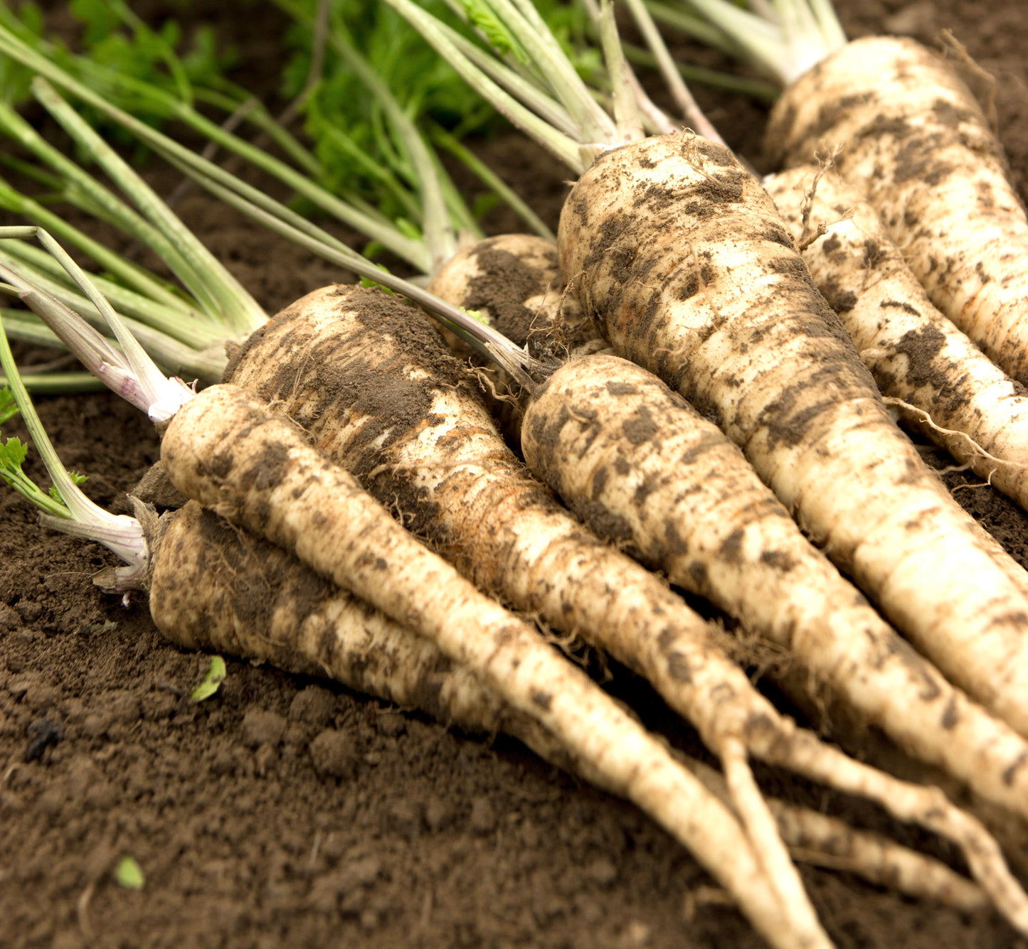 Parsnip Tender And True - 800x Seeds - Vegetable