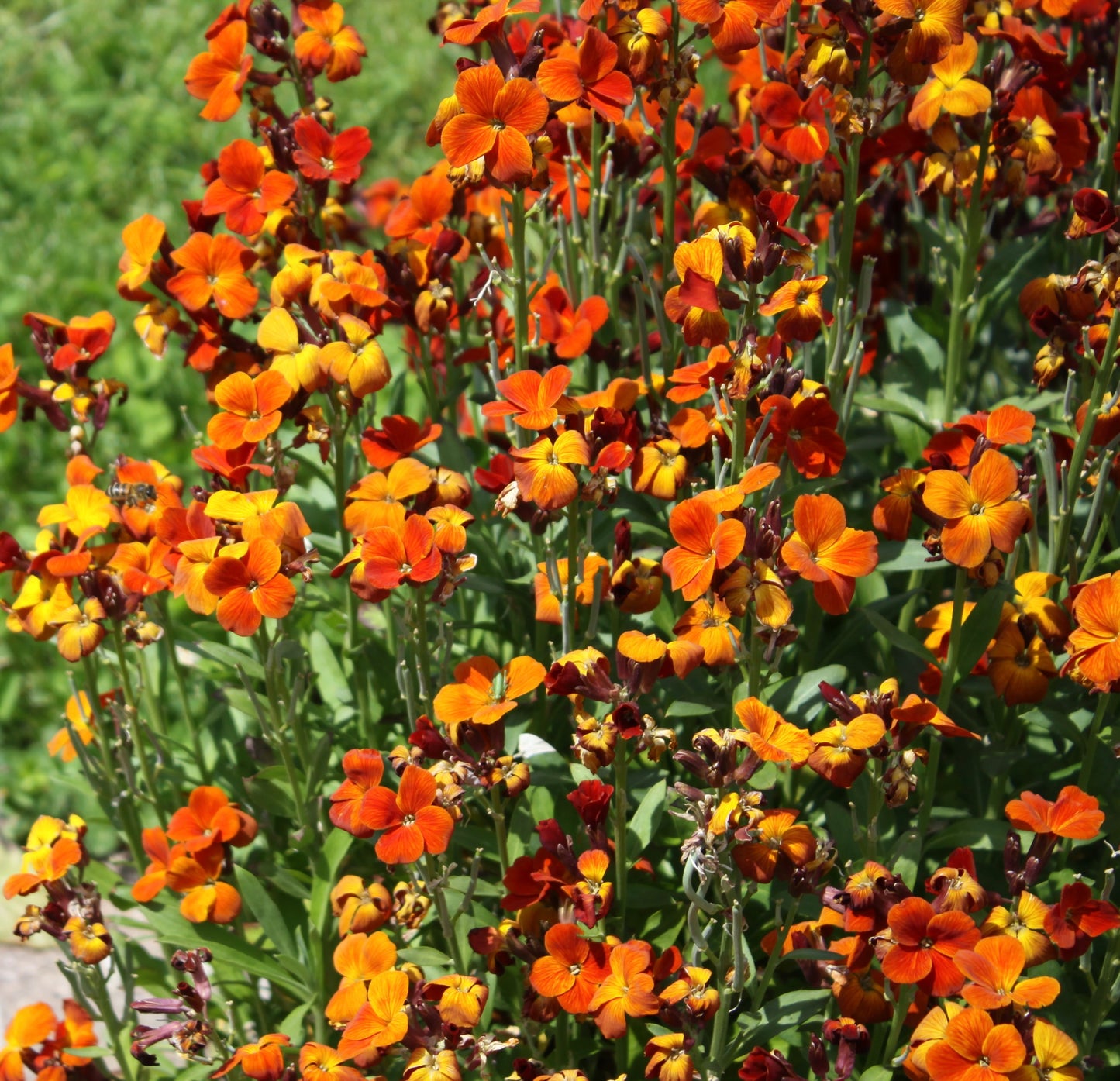 Wallflower My Fair Lady Mixed Seeds 450x Flower Seeds