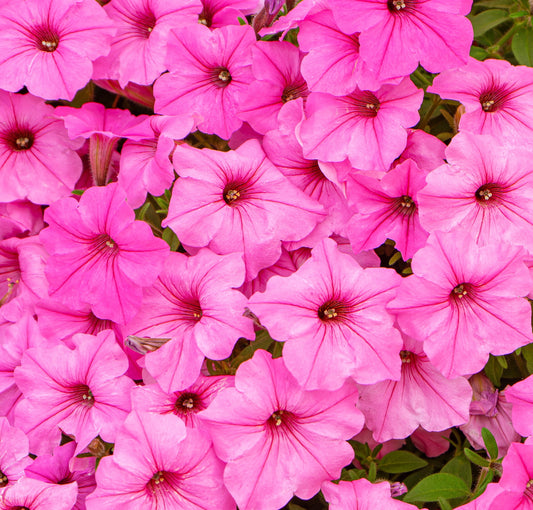 Rose Pink Petunia Winter Scented Trailing Flower Seeds - 60x Seeds - Flowers