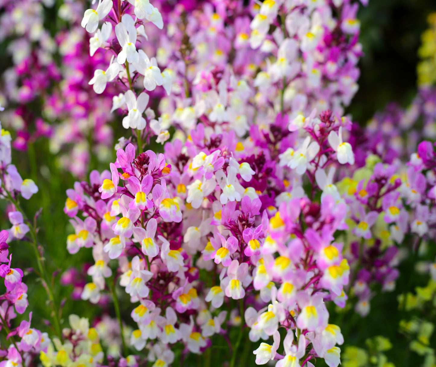 Mixed Purple, Pink & White Lunaria Honesty - 30x Seeds - Flower