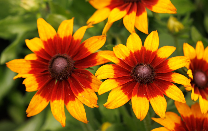 Golden Star Rudbeckia Hirta - 200x Seeds - Perennial Plant Bi Colour  - Flowers